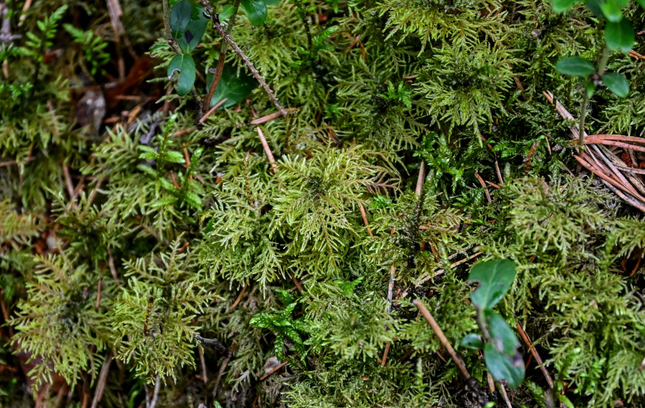 Image of Hylocomium splendens specimen.