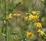 Senecio jacobaea