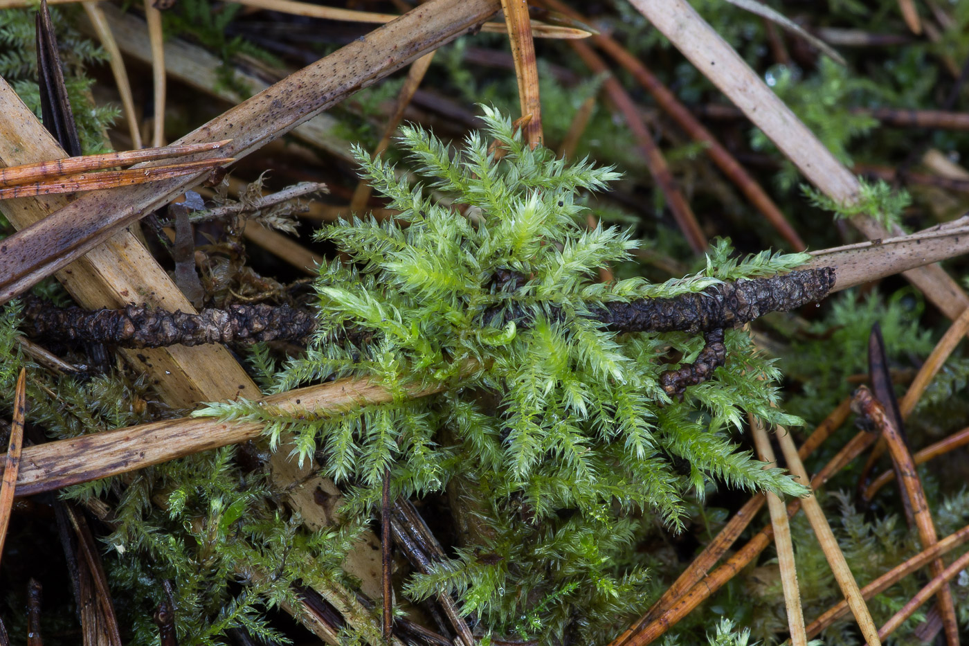 Image of familia Brachytheciaceae specimen.