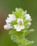 Euphrasia hirtella