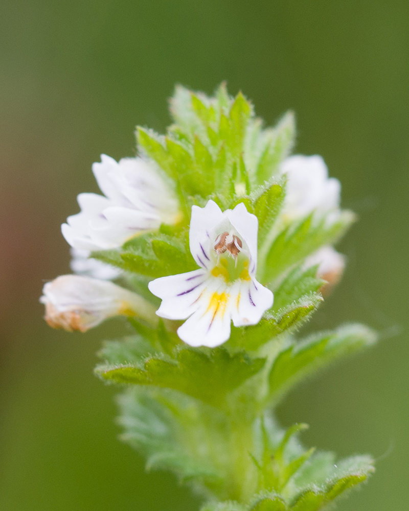 Image of Euphrasia hirtella specimen.