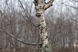 Betula czerepanovii