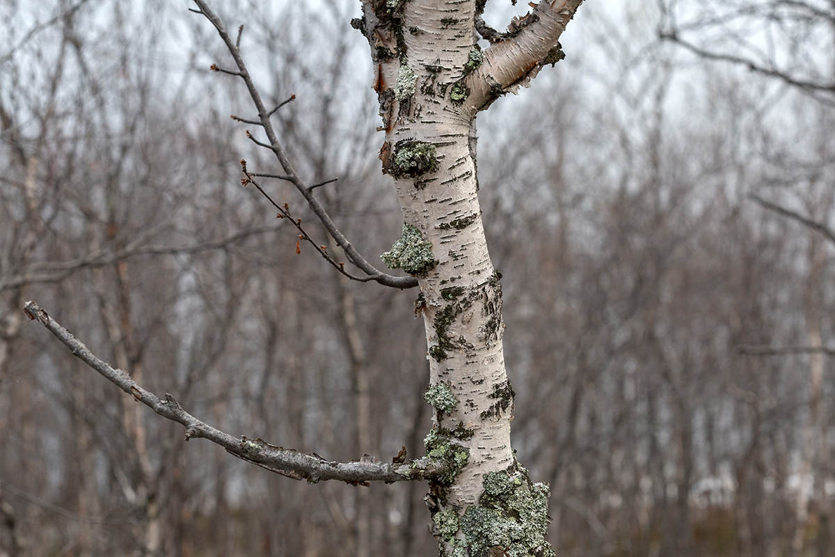 Image of Betula czerepanovii specimen.