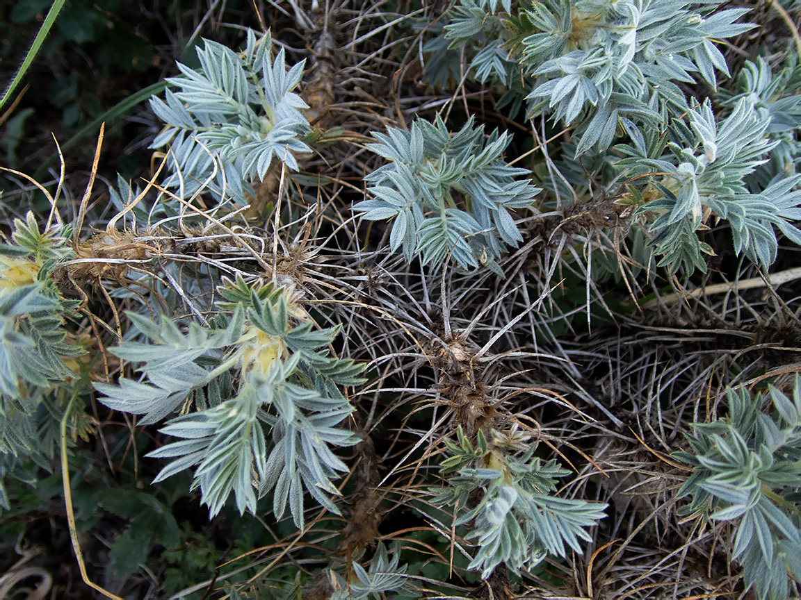 Изображение особи Astragalus arnacantha.