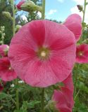 Alcea rosea