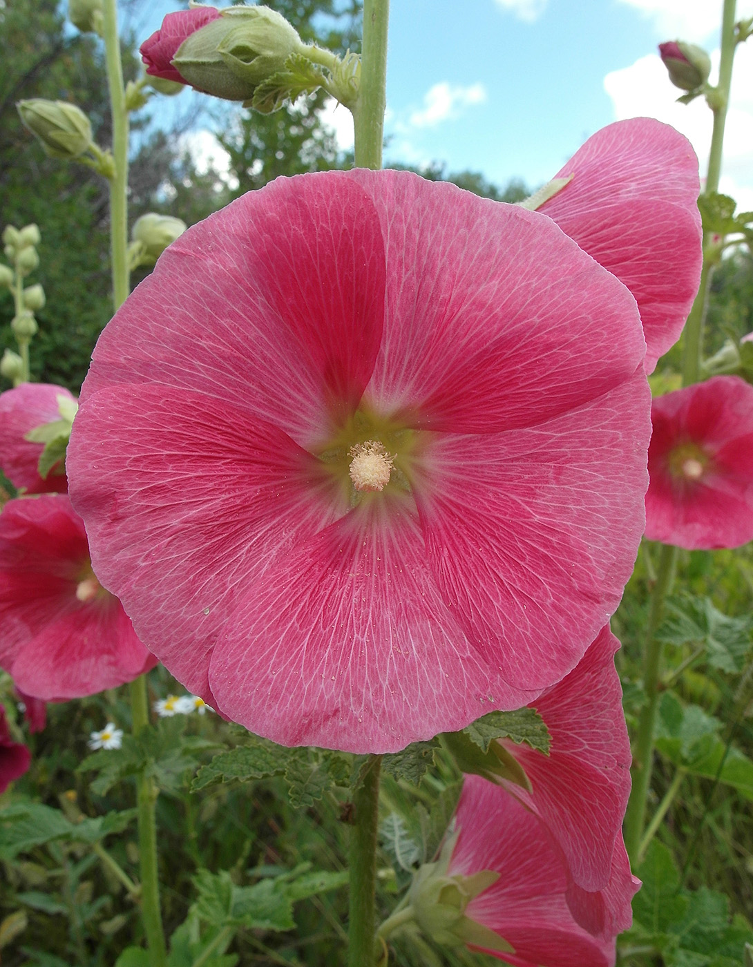 Изображение особи Alcea rosea.
