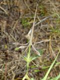 Erodium ciconium. Вскрывшийся плод. Узбекистан, г. Ташкент, Актепа Юнусабадская, глинистая почва. 23.05.2015.