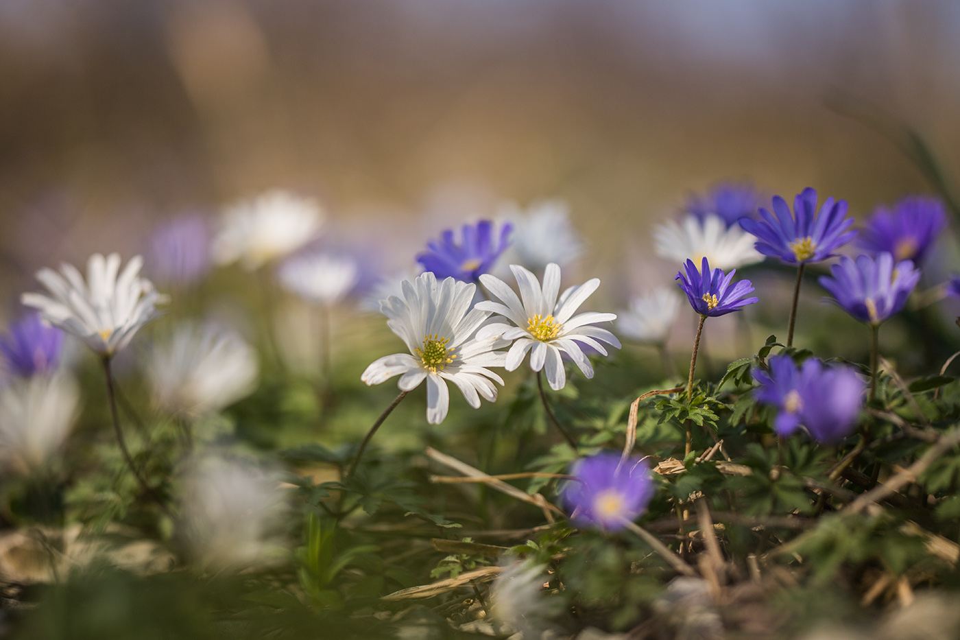 Изображение особи Anemone banketovii.