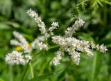 Aconogonon alpinum