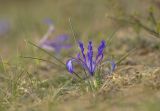 View full-size image Iris tenuifolia