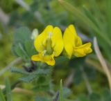 genus Medicago