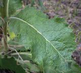 Смотреть изображение Verbascum lychnitis