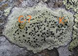 Смотреть изображение Rhizocarpon atroflavescens