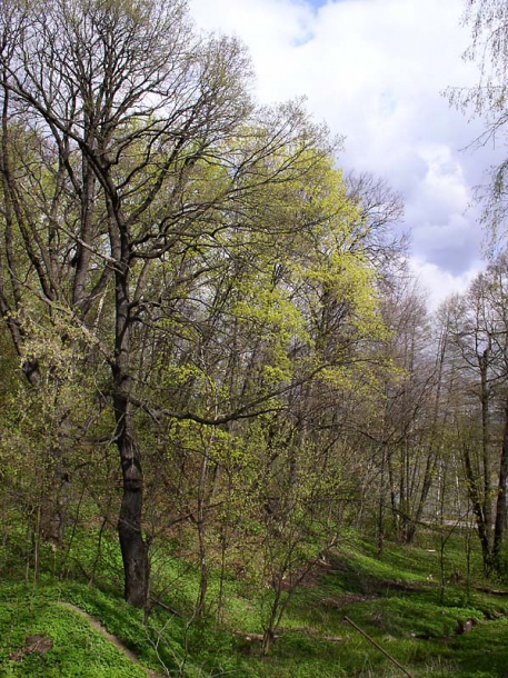 Image of Acer platanoides specimen.