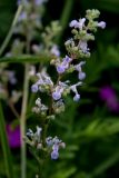 Смотреть изображение Nepeta nuda