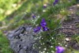 View full-size image Campanula saxifraga