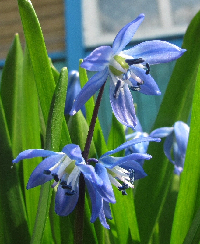 Изображение особи Scilla siberica.