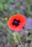 View full-size image genus Papaver