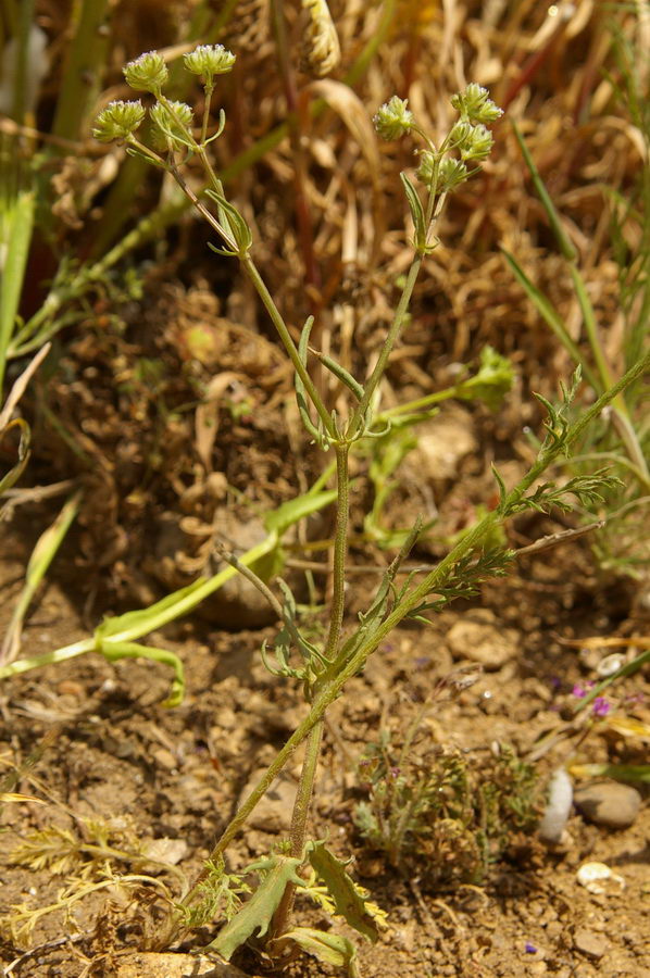 Изображение особи Valerianella pumila.