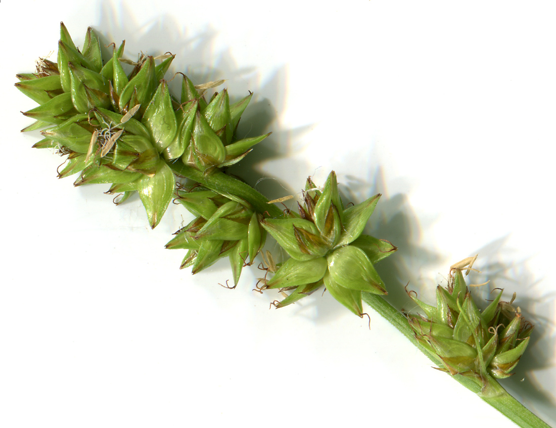 Image of Carex muricata specimen.