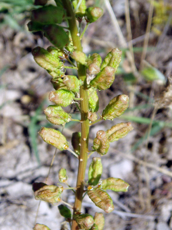 Image of Reseda lutea specimen.