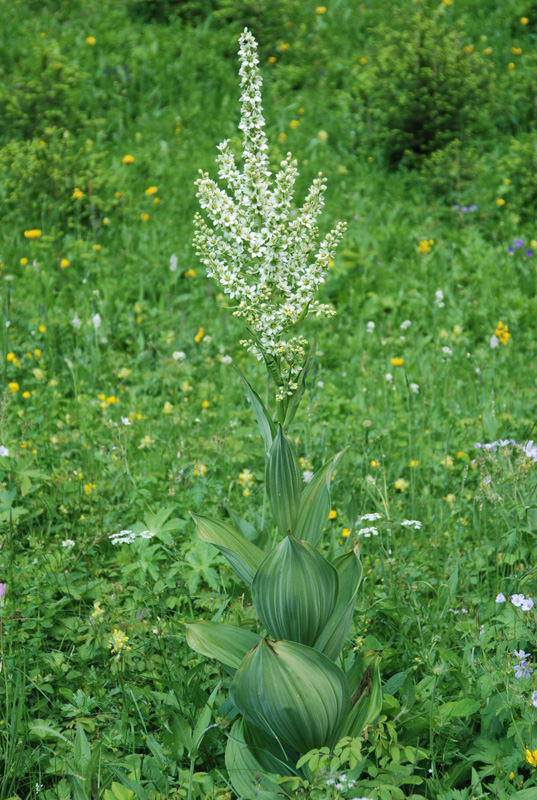 Изображение особи Veratrum album.