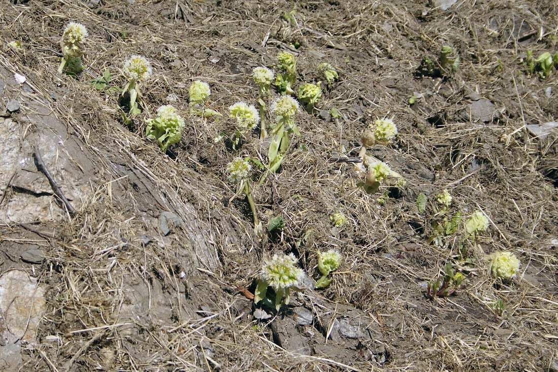 Image of Petasites albus specimen.