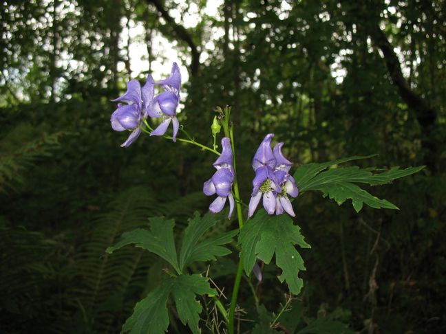 Изображение особи Aconitum sczukinii.