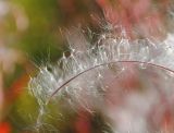 Смотреть изображение Chamaenerion angustifolium