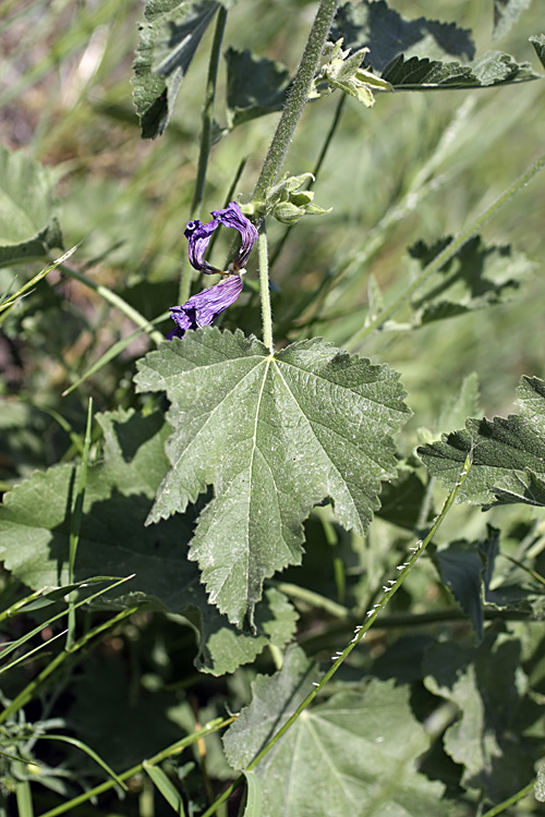 Image of Alcea baldschuanica specimen.