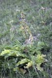 Phlomoides hissarica. Цветущее растение. Таджикистан, предгорья Гиссарского хр., Северные холмы. 15.05.2011.