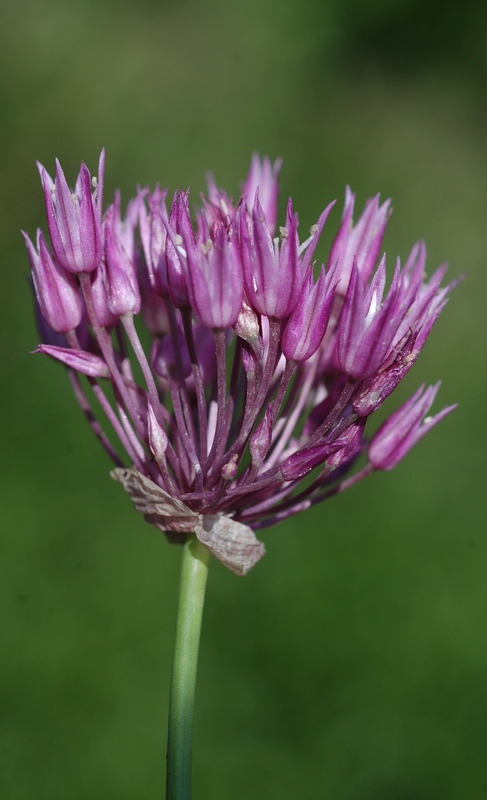 Image of Allium jodanthum specimen.