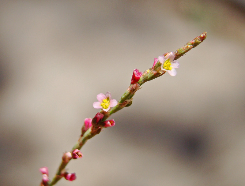 Изображение особи Polygonum patulum.