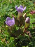 Gentianella baltica. Верхушка цветущего растения. Нидерланды, провинция Zuid-Holland, остров Goeree-Overflakkee, окрестности населённого пункта Ouddorp, заказник Westduinen, луг на месте многолетнего выпаса. 16 августа 2008 г.