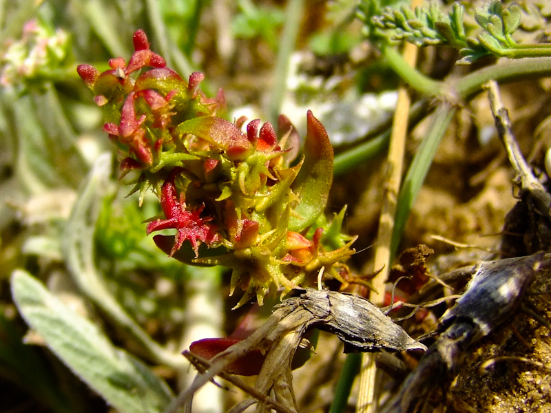 Изображение особи Rumex bucephalophorus.