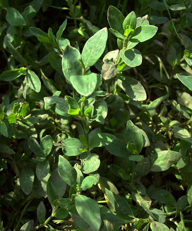 Image of Polygonum aviculare specimen.