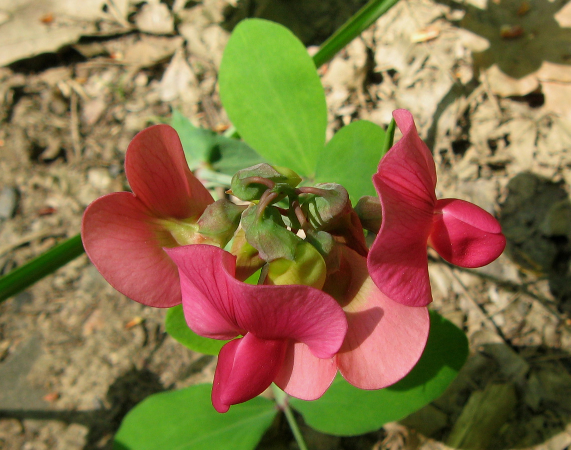 Image of Lathyrus rotundifolius specimen.