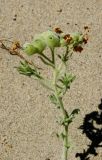 Argusia rosmarinifolia. Верхушка плодоносящего растения. Монголия, Ховд аймак, Чандмань сомон. 20 июня 2004 г.
