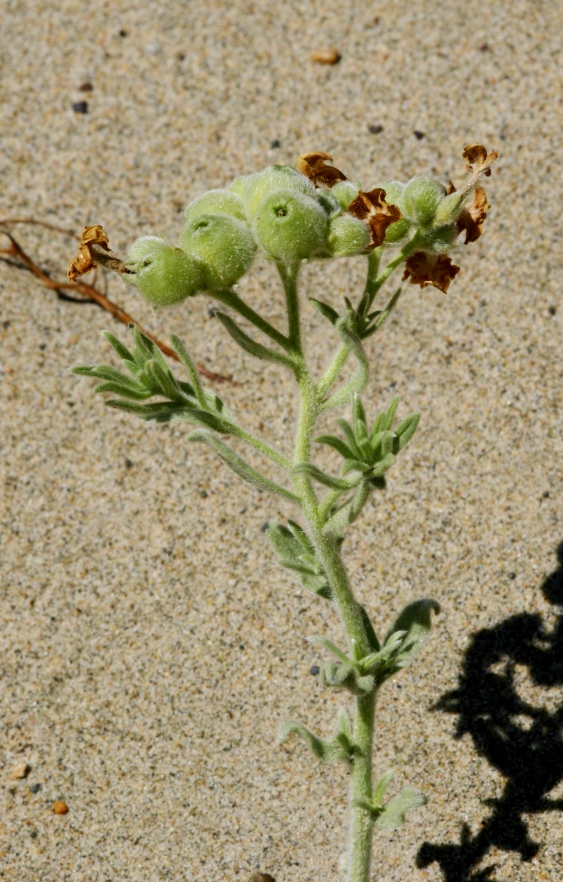 Image of Argusia rosmarinifolia specimen.