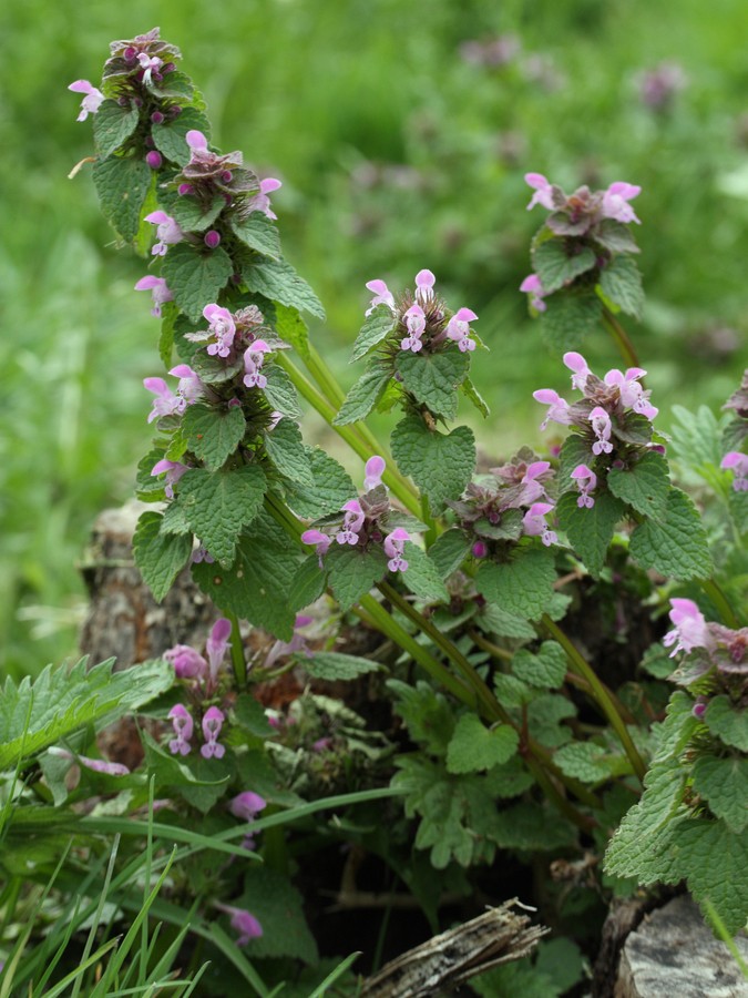 Image of Lamium purpureum specimen.