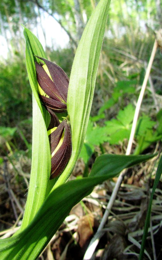 Изображение особи Cypripedium calceolus.