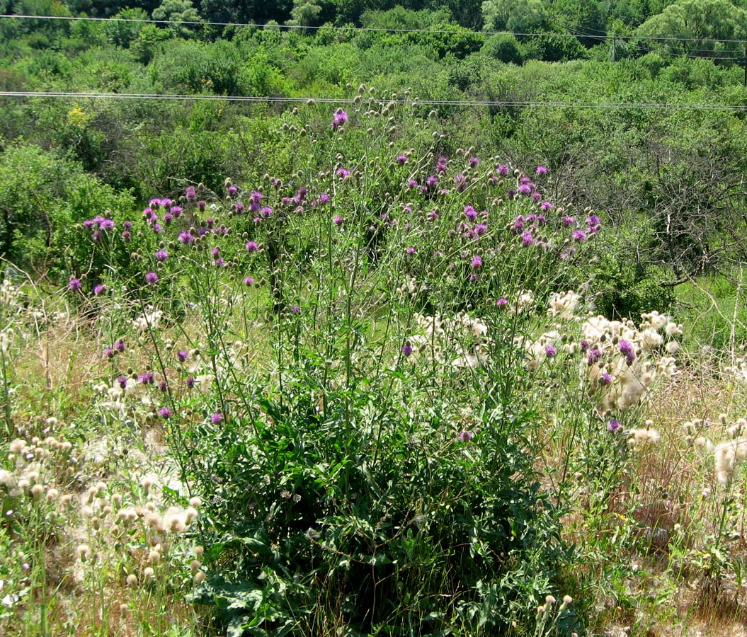 Image of Centaurea apiculata specimen.