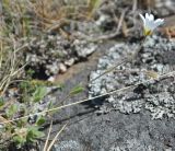 Cerastium alpinum. Цветущее растение. Карелия, Ладожское озеро, о-в Валаам. 22.06.2012.