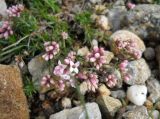 Asperula caespitans