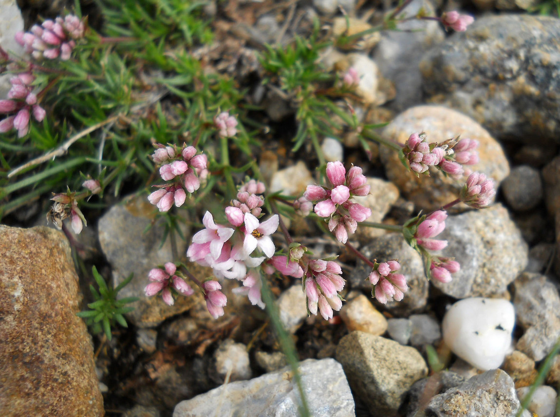 Изображение особи Asperula caespitans.