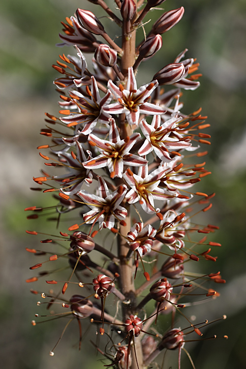 Изображение особи Eremurus regelii.