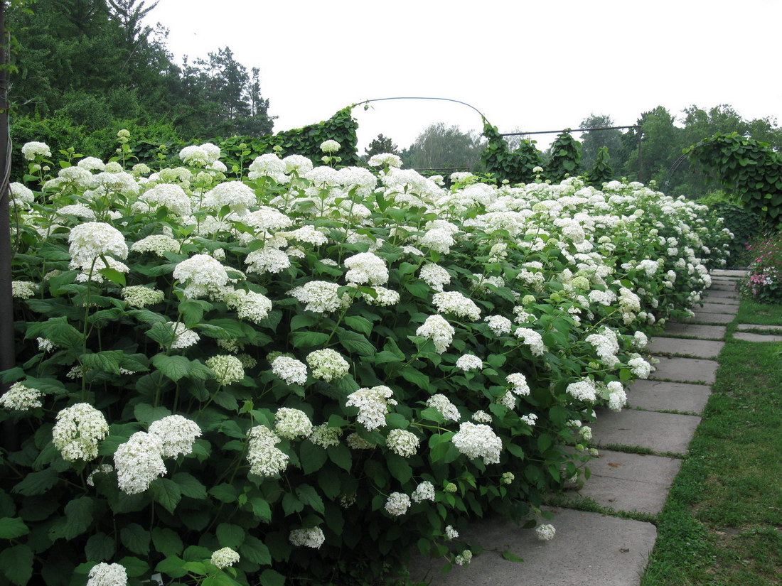 Изображение особи Hydrangea arborescens.