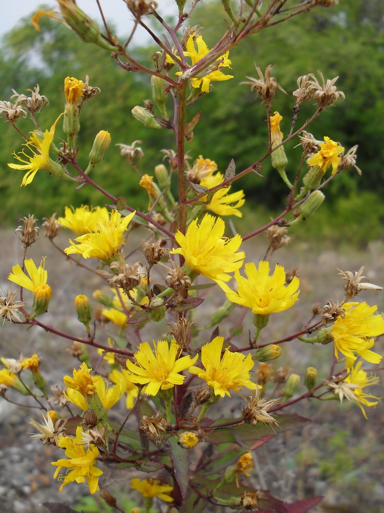 Image of genus Hieracium specimen.