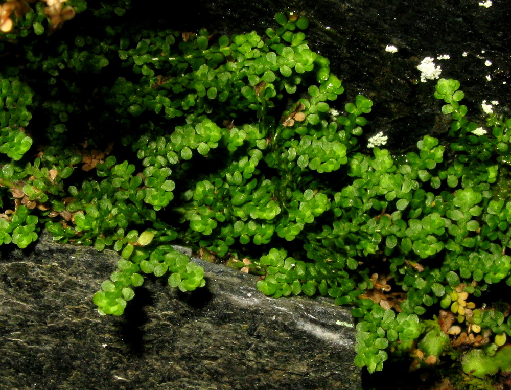 Изображение особи Selaginella sajanensis.