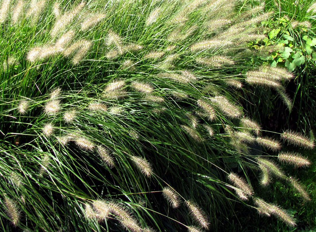 Image of Pennisetum alopecuroides specimen.